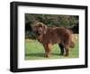 Brown Newfoundland Portrait-Adriano Bacchella-Framed Premium Photographic Print