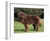 Brown Newfoundland Portrait-Adriano Bacchella-Framed Premium Photographic Print