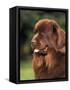 Brown Newfoundland Portrait-Adriano Bacchella-Framed Stretched Canvas