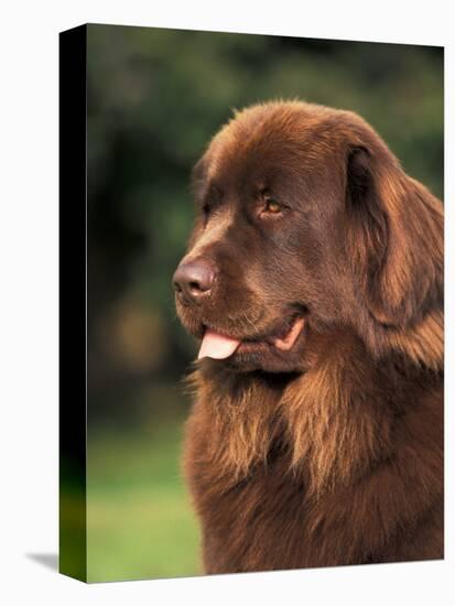 Brown Newfoundland Portrait-Adriano Bacchella-Stretched Canvas