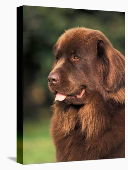 Brown Newfoundland Portrait-Adriano Bacchella-Stretched Canvas