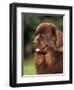 Brown Newfoundland Portrait-Adriano Bacchella-Framed Premium Photographic Print