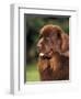 Brown Newfoundland Portrait-Adriano Bacchella-Framed Premium Photographic Print