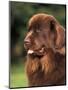 Brown Newfoundland Portrait-Adriano Bacchella-Mounted Premium Photographic Print