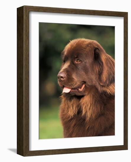 Brown Newfoundland Portrait-Adriano Bacchella-Framed Photographic Print