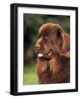 Brown Newfoundland Portrait-Adriano Bacchella-Framed Photographic Print