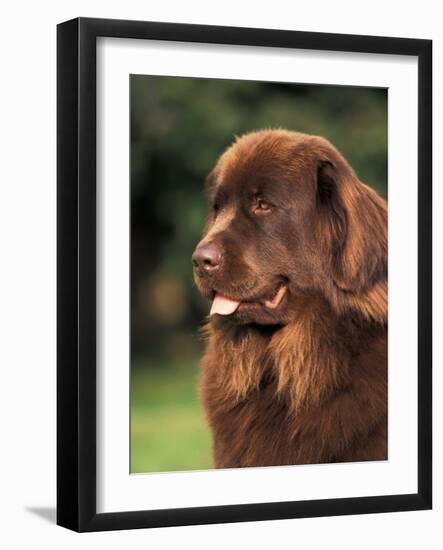 Brown Newfoundland Portrait-Adriano Bacchella-Framed Photographic Print