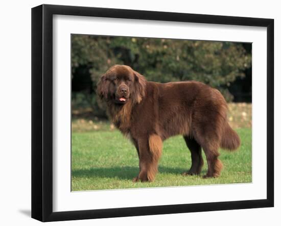 Brown Newfoundland Portrait-Adriano Bacchella-Framed Photographic Print