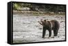 Brown or Grizzly Bear (Ursus Arctos) Fishing for Salmon in Great Bear Rainforest-Michael DeFreitas-Framed Stretched Canvas