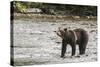 Brown or Grizzly Bear (Ursus Arctos) Fishing for Salmon in Great Bear Rainforest-Michael DeFreitas-Stretched Canvas