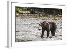 Brown or Grizzly Bear (Ursus Arctos) Fishing for Salmon in Great Bear Rainforest-Michael DeFreitas-Framed Photographic Print