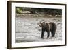 Brown or Grizzly Bear (Ursus Arctos) Fishing for Salmon in Great Bear Rainforest-Michael DeFreitas-Framed Photographic Print