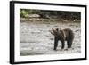 Brown or Grizzly Bear (Ursus Arctos) Fishing for Salmon in Great Bear Rainforest-Michael DeFreitas-Framed Photographic Print