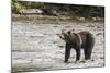 Brown or Grizzly Bear (Ursus Arctos) Fishing for Salmon in Great Bear Rainforest-Michael DeFreitas-Mounted Photographic Print