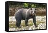 Brown or Grizzly Bear (Ursus Arctos) Fishing for Salmon in Great Bear Rainforest-Michael DeFreitas-Framed Stretched Canvas