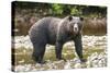 Brown or Grizzly Bear (Ursus Arctos) Fishing for Salmon in Great Bear Rainforest-Michael DeFreitas-Stretched Canvas