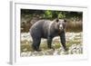 Brown or Grizzly Bear (Ursus Arctos) Fishing for Salmon in Great Bear Rainforest-Michael DeFreitas-Framed Photographic Print