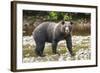 Brown or Grizzly Bear (Ursus Arctos) Fishing for Salmon in Great Bear Rainforest-Michael DeFreitas-Framed Photographic Print