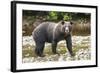 Brown or Grizzly Bear (Ursus Arctos) Fishing for Salmon in Great Bear Rainforest-Michael DeFreitas-Framed Photographic Print