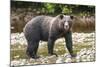 Brown or Grizzly Bear (Ursus Arctos) Fishing for Salmon in Great Bear Rainforest-Michael DeFreitas-Mounted Photographic Print