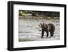 Brown or Grizzly Bear (Ursus Arctos) Fishing for Salmon in Great Bear Rainforest-Michael DeFreitas-Framed Photographic Print