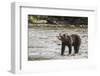 Brown or Grizzly Bear (Ursus Arctos) Fishing for Salmon in Great Bear Rainforest-Michael DeFreitas-Framed Photographic Print