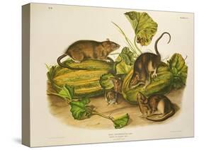 Brown, or Norway Rat, Engraved by John T. Bowen (1801-C.56) Published 1845-John James Audubon-Stretched Canvas