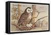 Brown Owl on Nest-null-Framed Stretched Canvas