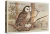 Brown Owl on Nest-null-Stretched Canvas