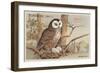 Brown Owl on Nest-null-Framed Art Print