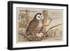 Brown Owl on Nest-null-Framed Art Print