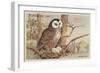 Brown Owl on Nest-null-Framed Art Print