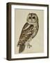 Brown Owl (Strix Ulula)-Rev. C. Atkinson-Framed Giclee Print