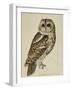 Brown Owl (Strix Ulula)-Rev. C. Atkinson-Framed Giclee Print