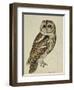 Brown Owl (Strix Ulula)-Rev. C. Atkinson-Framed Giclee Print