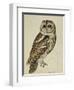 Brown Owl (Strix Ulula)-Rev. C. Atkinson-Framed Giclee Print