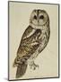 Brown Owl (Strix Ulula)-Rev. C. Atkinson-Mounted Giclee Print