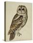 Brown Owl (Strix Ulula)-Rev. C. Atkinson-Stretched Canvas