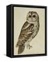 Brown Owl (Strix Ulula)-Rev. C. Atkinson-Framed Stretched Canvas