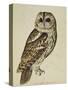 Brown Owl (Strix Ulula)-Rev. C. Atkinson-Stretched Canvas