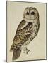 Brown Owl (Strix Ulula)-Reverend Christopher Atkinson-Mounted Giclee Print