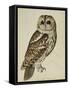 Brown Owl (Strix Ulula)-Reverend Christopher Atkinson-Framed Stretched Canvas