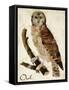 Brown Owl-Mindy Sommers-Framed Stretched Canvas