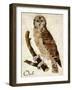 Brown Owl-Mindy Sommers-Framed Giclee Print