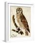 Brown Owl-Mindy Sommers-Framed Giclee Print