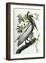 Brown Pelican, 1835-John James Audubon-Framed Giclee Print