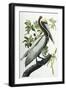 Brown Pelican, 1835-John James Audubon-Framed Giclee Print