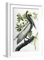 Brown Pelican, 1835-John James Audubon-Framed Giclee Print