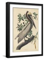 Brown Pelican, 1835-John James Audubon-Framed Giclee Print