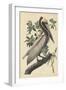 Brown Pelican, 1835-John James Audubon-Framed Giclee Print